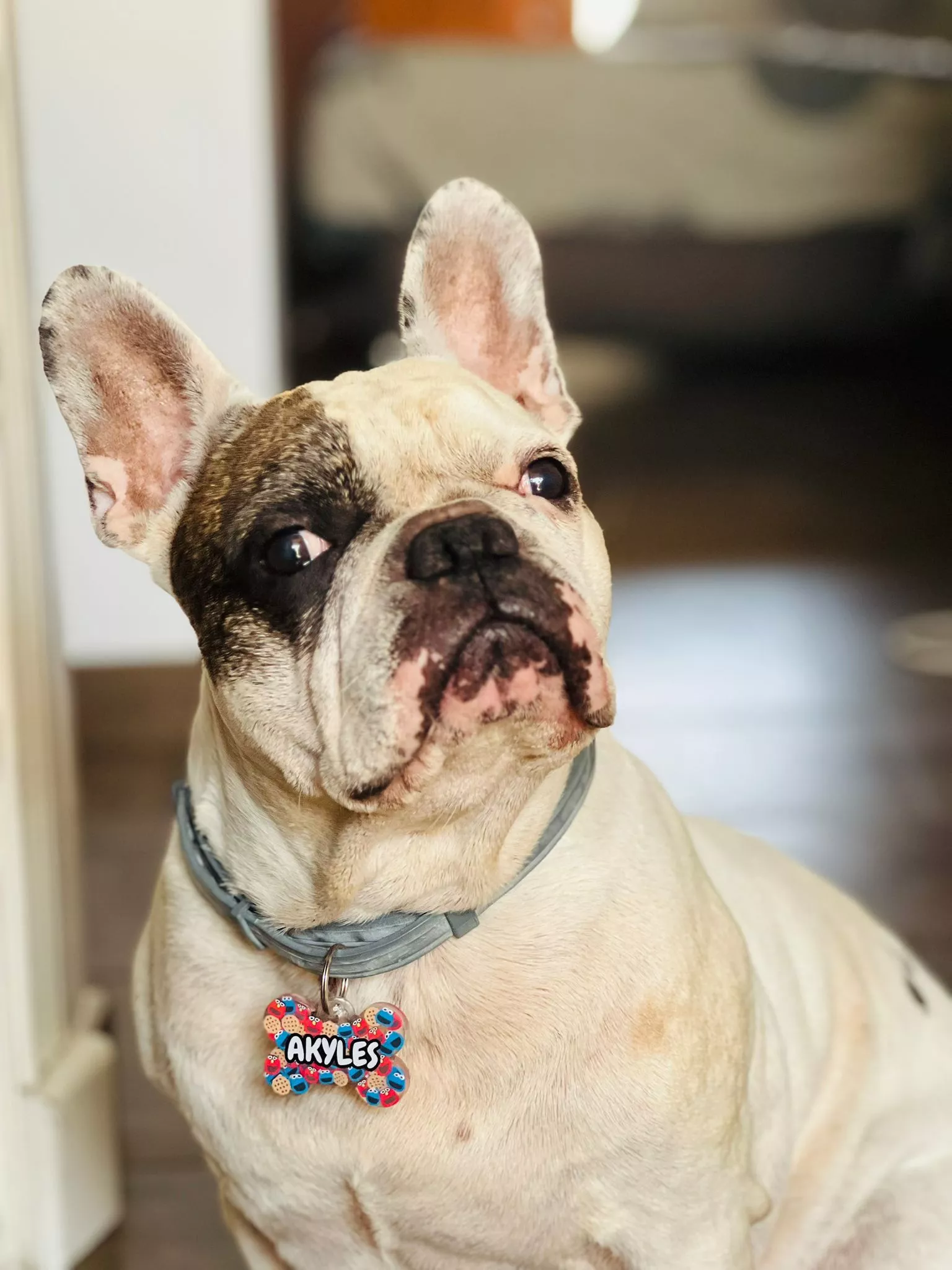 colgantes para perros personalizados , no dejes tu peludo sin el suyo
