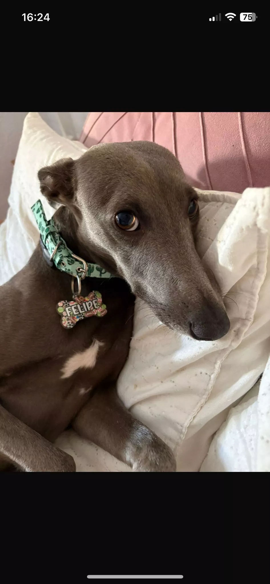 Miniatura 2 de colgantes para perros personalizados , no dejes tu peludo sin el suyo