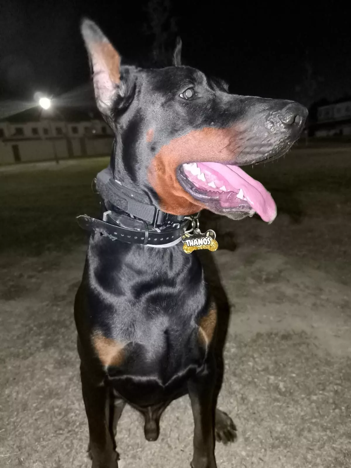 Miniatura 4 de colgantes para perros personalizados , no dejes tu peludo sin el suyo