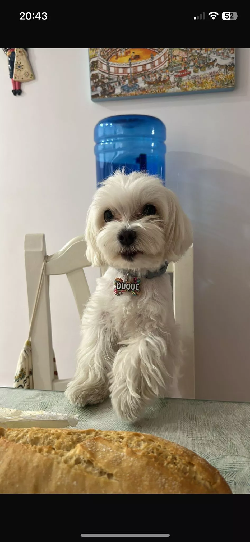 Miniatura 6 de colgantes para perros personalizados , no dejes tu peludo sin el suyo
